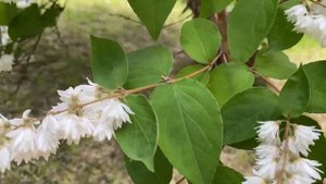 ДЕЙЦИЯ (Déutzia) как МЕДОНОС