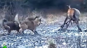 Волки Окружили Оленя / Редкие Случаи с Животными Снятые на Камеру