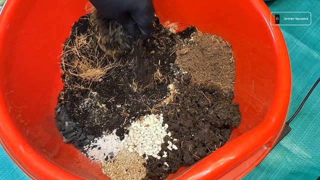 Пересадка крупномера! Фикус Эластика Робуста. Потроши