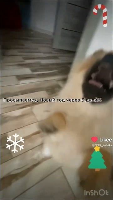#собака #финик #шпиц #шпицмишка #шпицуля #зима #новыйгод ❄️ 5 дней!!