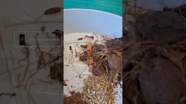 Укореняем черенки Каланхоэ Блоссфельда, готовим грун?