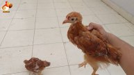 Цыплятам Род Айленд 61-62 дня ❣️🐤🐥😂