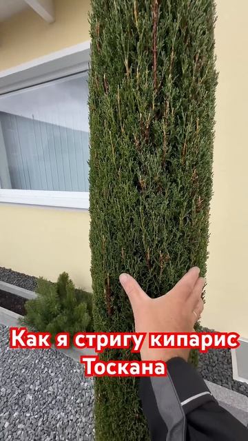 Стрижка пирамидального кипариса.