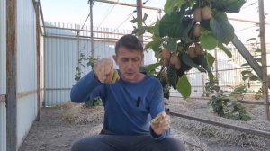 Анатлиски - самый неприхотливый киви!!!