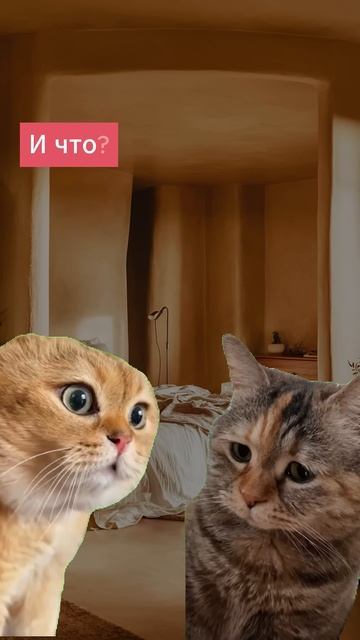 Муркино горе ))) до слез! ))) #shorts  #юмор  #cat #говорящиекоты  #memessh смотреть онлайн