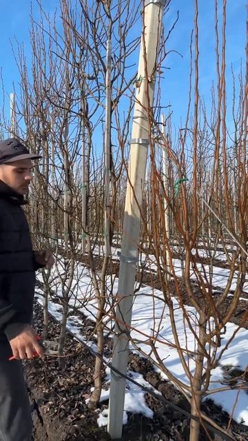 Обрезка груши растущей как свеча