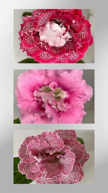 Прекрасные Глоксинии из семян 🌸🌺 #flowers #plants #геснери? смотреть онлайн