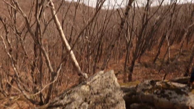 13 апреля 2024 г. Сихотэ-Алинь Японское море Давыдов В.С. Прогулка Коготь Мачу- Пикчу Приморье ...