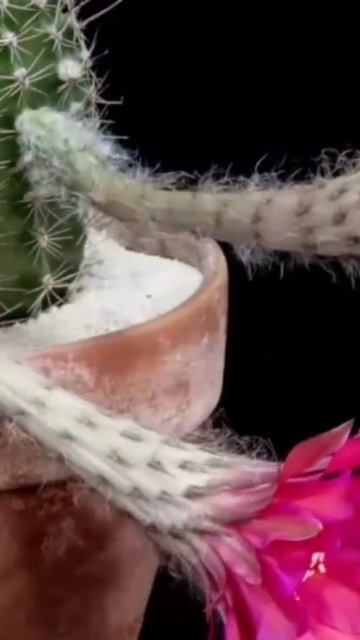 Цветущий кактус!#SHORTS смотреть онлайн