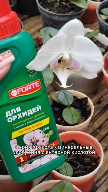 Ваша орхидея будет цвести круглый год | Уход за орхиде?