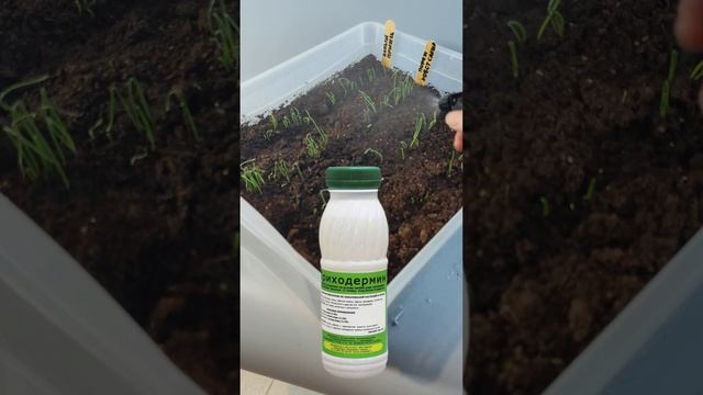 Как защитить рассаду: безопасные и эффективные средст смотреть онлайн