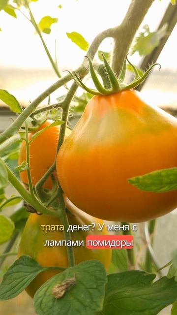 Свет для рассады💡 #дача #рассада #сад #огород #garden #лай?