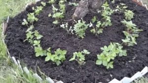 Круглая грядка под яблоней и грушей???  Сажаем садовую землянику под яблоней и грушей. Часть 2