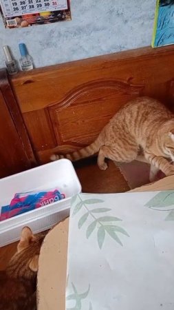 У Апельсина новая игрушка