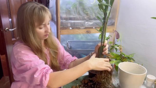 Замиокулькас - пересадка, грунт, подбор горшка, размно? смотреть онлайн
