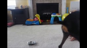 Видео приколы с доберманами. ДОБЕРМАН МОЖЕТ БЫТЬ СМЕШНЫМ!