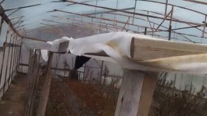 Теплицы.Выращивание хризантемы на срез.