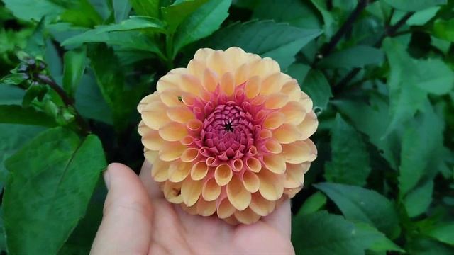 сорта георгин на срезку часть 1