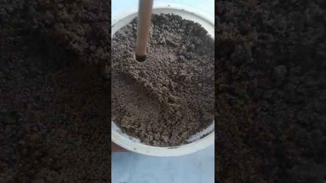 Посеяла на рассаду гибридный сорт томатов черри Сакур