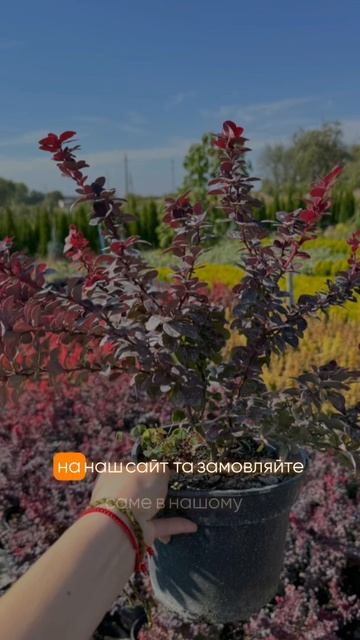 Барбарис  Конкорд квіти саджанці декоративнакраса 