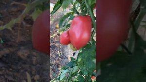 Сорт Минусинский кистевой