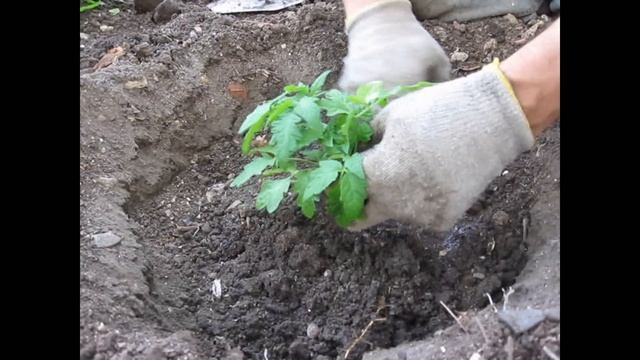Посадка рассады помидор. Planting seedlings tomato. смотреть онлайн