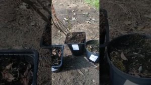 Осенняя пересадка Голубичных садовых кустов. Голубик?