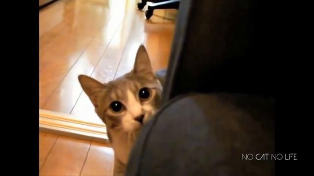 Смешные коты и кошки. Прикольные видео #1
