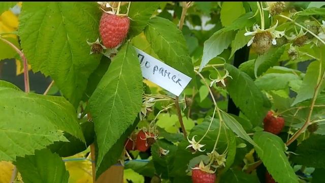 Новый сорт ремонтантной малины с огромной сладкой яго
