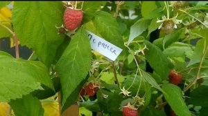 Новый сорт ремонтантной малины с огромной сладкой яго