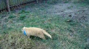 Рыжий смешной кот искупался в ванной.