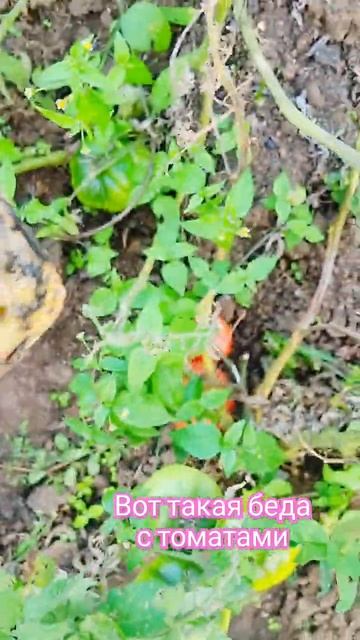 ТАКОЕ 😱ВИЖУ ВПЕРВЫЕ У НАС НА ГРЯДКАХ. смотреть онлайн