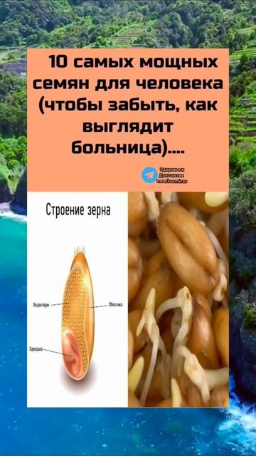 самые лучшие целебные семена #здоров #зож #медицина #зд