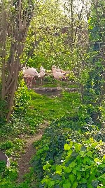 #гуси#фламинго #пруд #зоопарк #германия #gänse#flamingo #zoo #neuwi