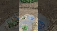 Формирование дынь и арбузов и супер подкормка для бах?