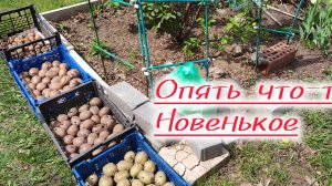 Картошку посадили! А, как смотрите.
