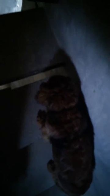 Джери и лестница смотреть онлайн