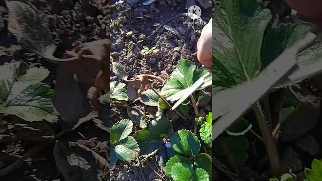 Уход за клубникой весной. #огород #огородныедела #гряд?