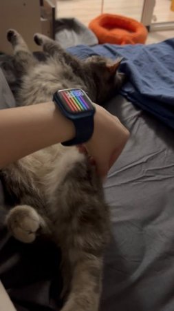 Милый спящий котик 🐱