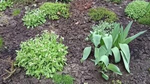 Арабис кавказский🌿- ранний цветением!