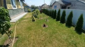 Лучшее удобрение для ТУЙ  ПРОВЕРЕНО  2через2 Туи растут