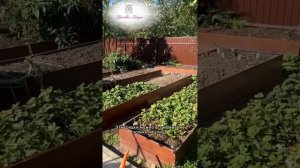 Грядки из оцинкованной стали, честный отзыв