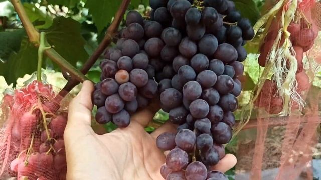 Мой любимчик, входящий в топ по вкусу! Заказ на черенки