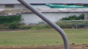 Ростовский ипподром.   Приз Гранита II. 1600. лошади трех лет и старше. 2 группа. 15.09.13