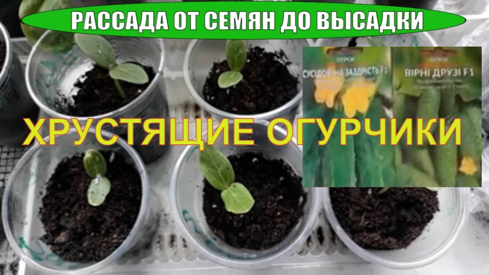РАССАДА ОГУРЦОВ БЕЗ ПИКИРОВКИ / В стакане на подоконнике / Посев семян огурца на рассаду /