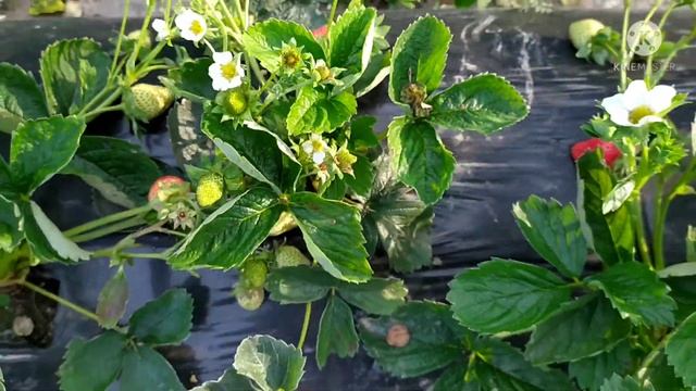 Мурано классный сорт,ягода уже через 1,5 месяца. 11 нояб? смотреть онлайн