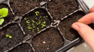 Обриета из семян / Посев, первые всходы и обзор растени