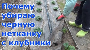 ПОЧЕМУ Я ОТКАЗАЛАСЬ ОТ ЧЁРНОГО СПАНБОНДА НА КЛУБНИКЕ? ПЕРВЫЕ РАБОТЫ ВЕСНОЙ НА ГРЯДКЕ 🍓🌿