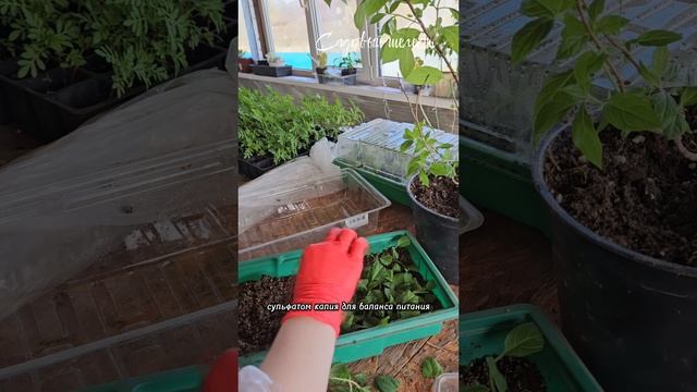 🌿Подкормка гортензии
