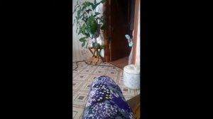 В угол встань! Смешные дети.